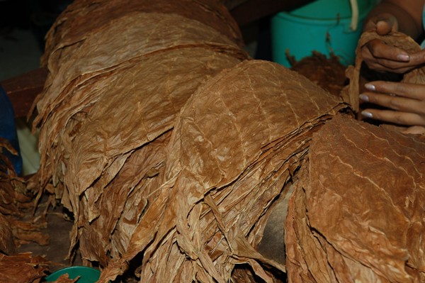 Datei:Festival Habano 20080353.jpg